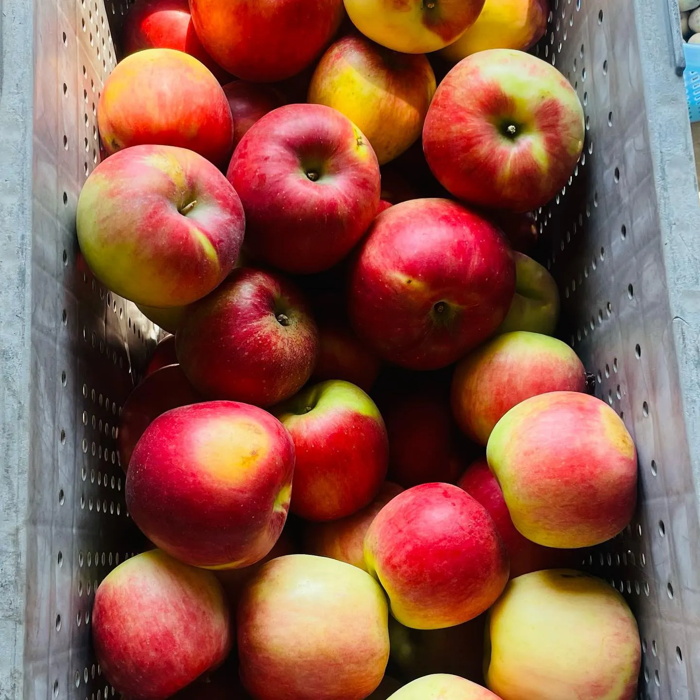 長野県小布施町牧六農園産今年一番早いりんご「なつあかり」収穫...