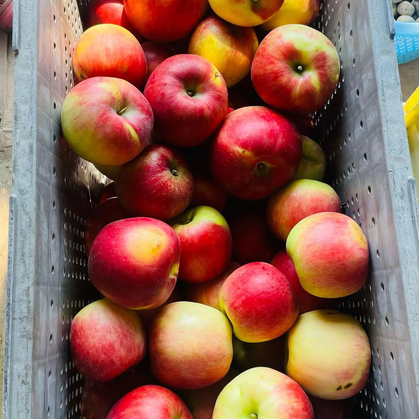 牧六農園のりんご直売しています！