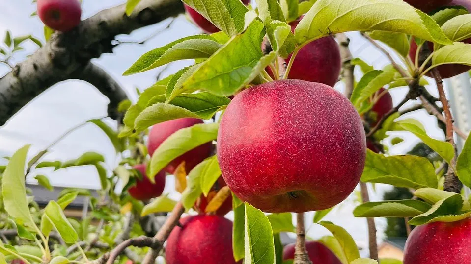 長野県小布施町牧六農園りんご「秋映」が始まります！