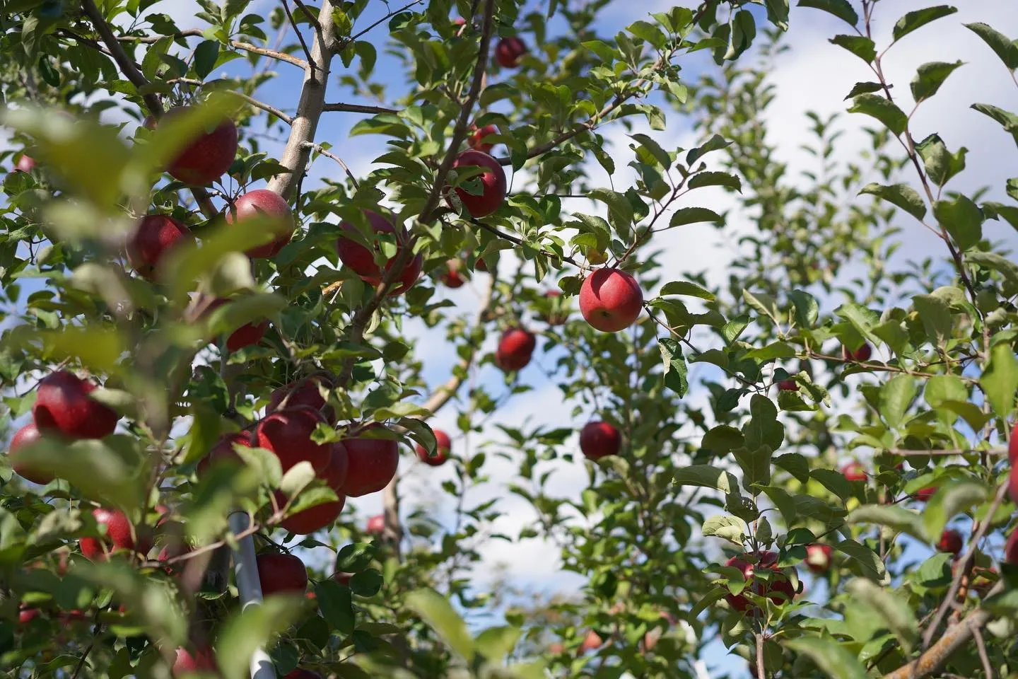 長野県小布施町牧六農園りんご、シナノ３兄妹が来週から販売開始...