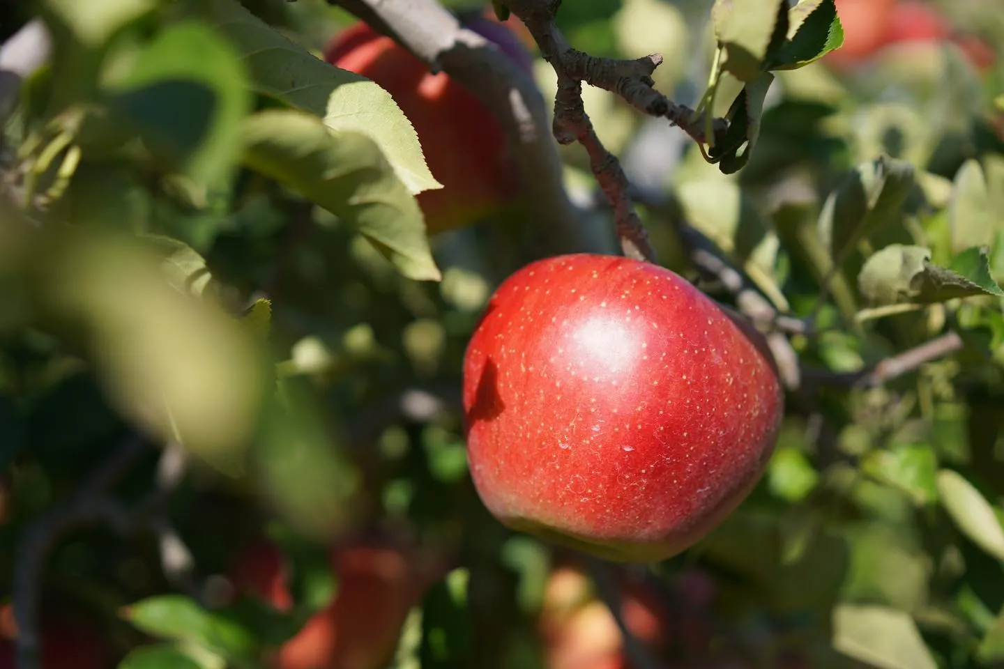長野県小布施町牧六農園りんご、シナノ３兄妹が来週から販売開始...