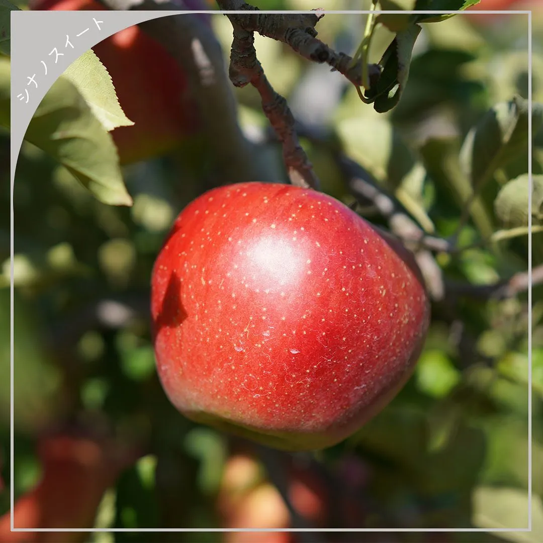 2023年の牧六農園りんご・ぶどうの出荷は全て終了しました！