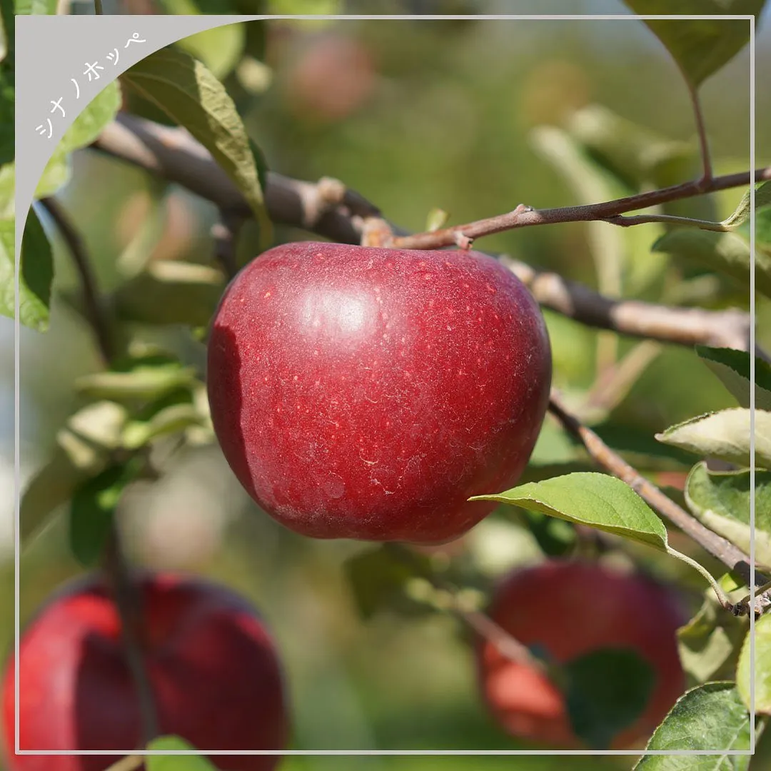 2023年の牧六農園りんご・ぶどうの出荷は全て終了しました！
