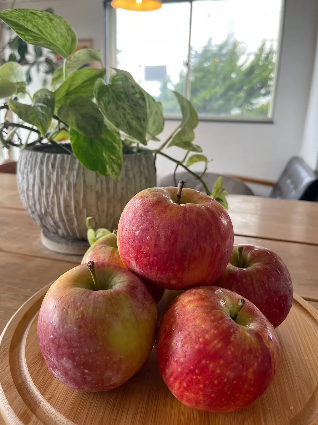 シナノリップ収穫始まりました🧑‍🌾