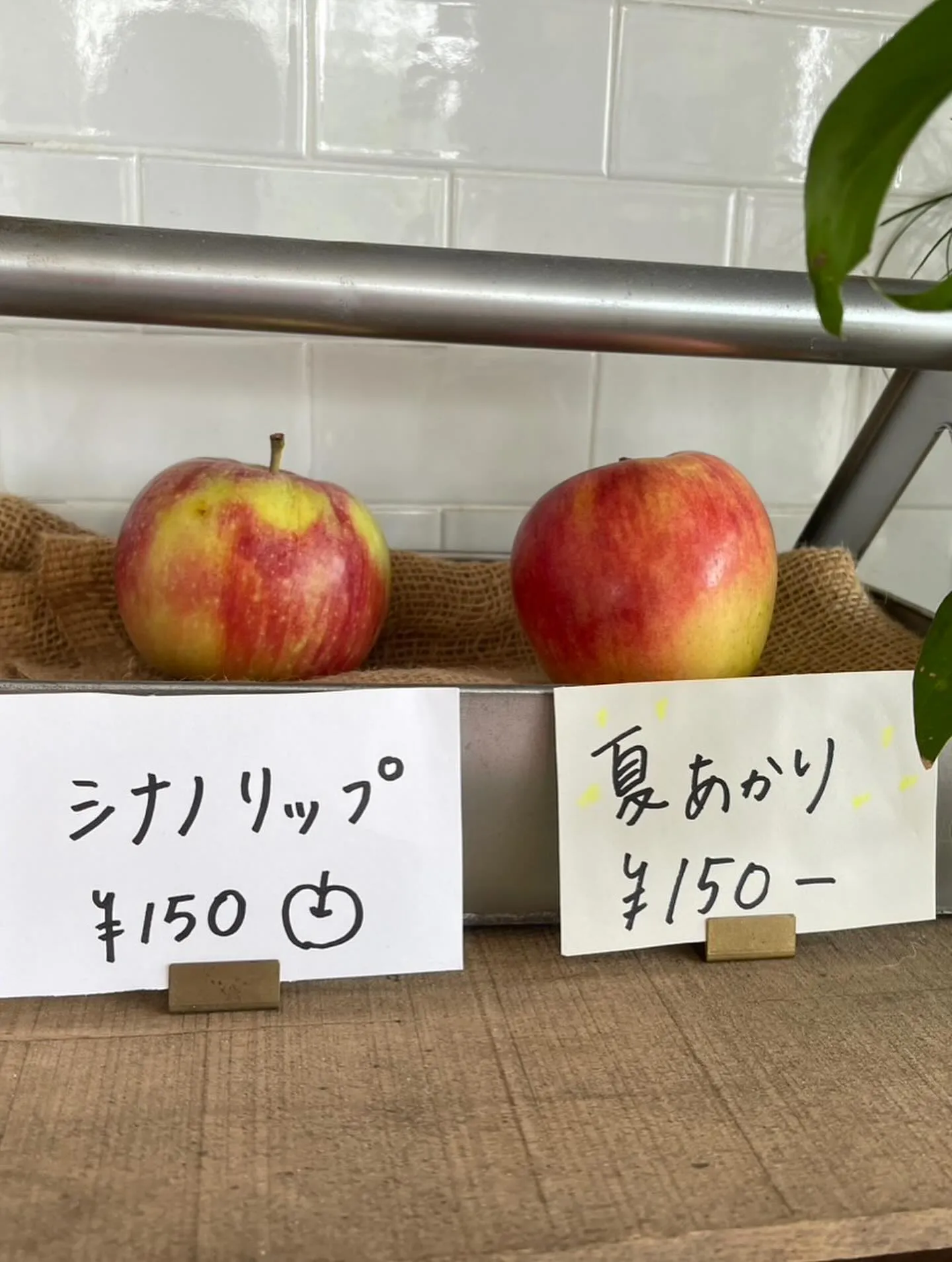 シナノリップ収穫始まりました🧑‍🌾