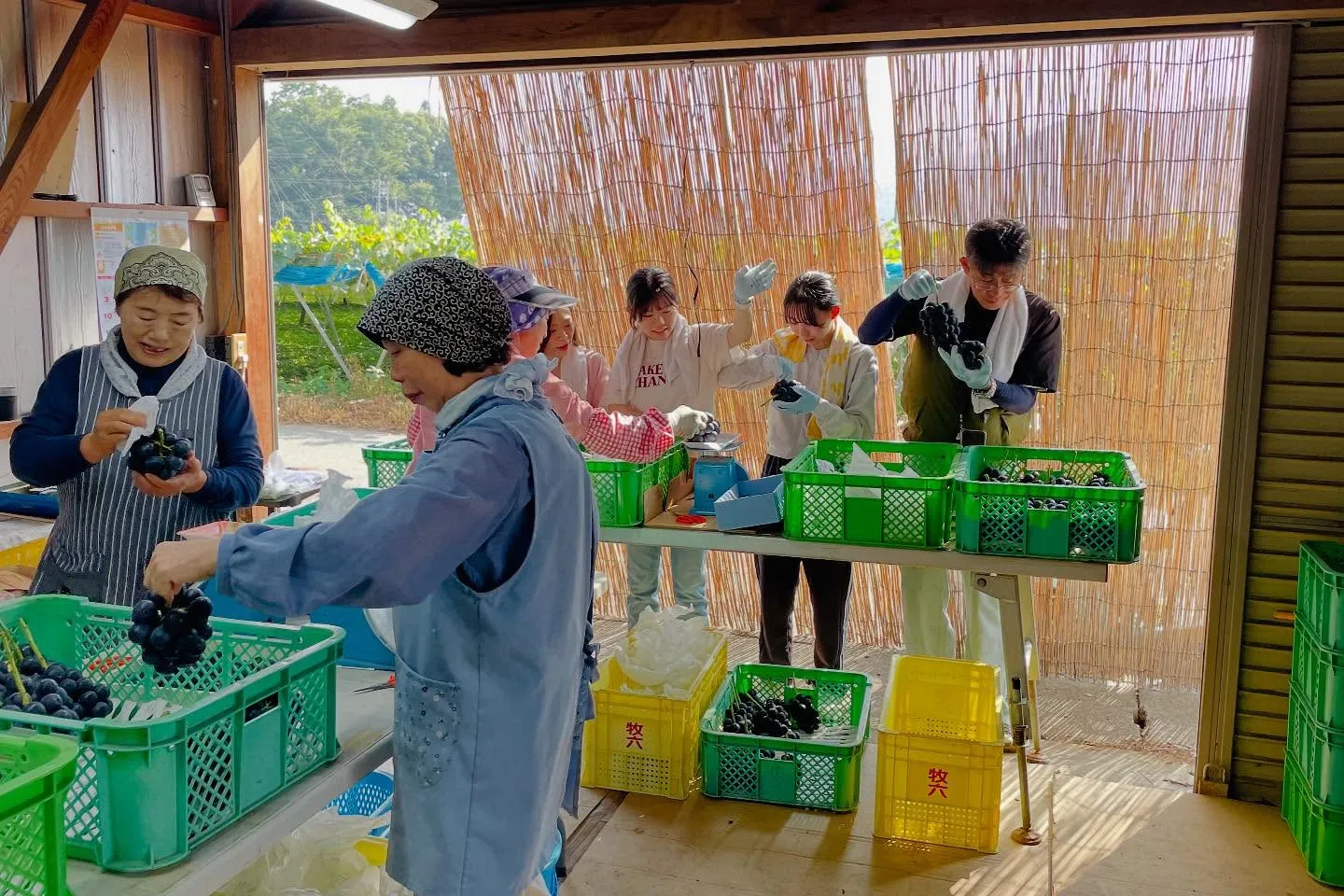 ナガノパープル始まりました🍇