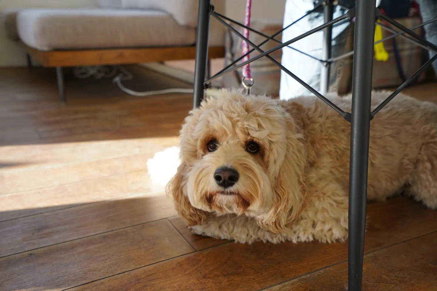 1月わんわんmonth開催中🐶