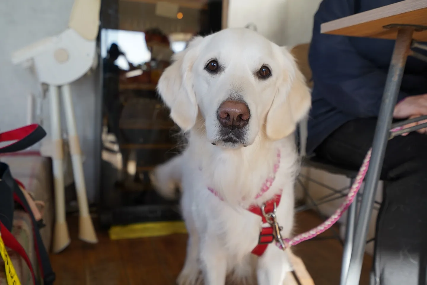 1月わんわんmonth開催中🐶