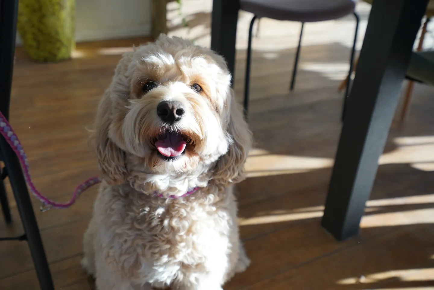 1月わんわんmonth開催中🐶