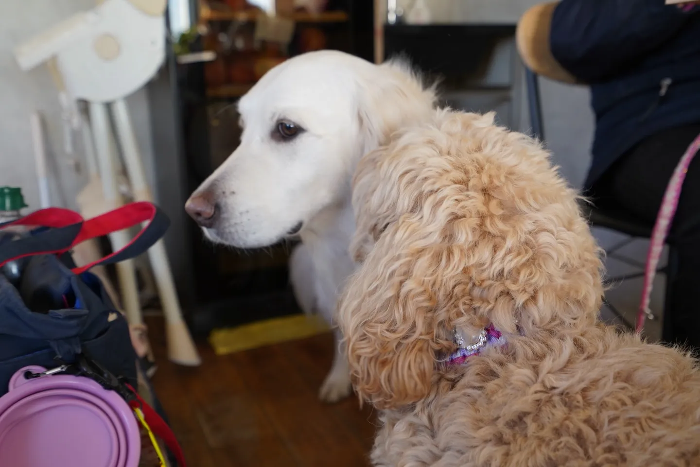 1月わんわんmonth開催中🐶