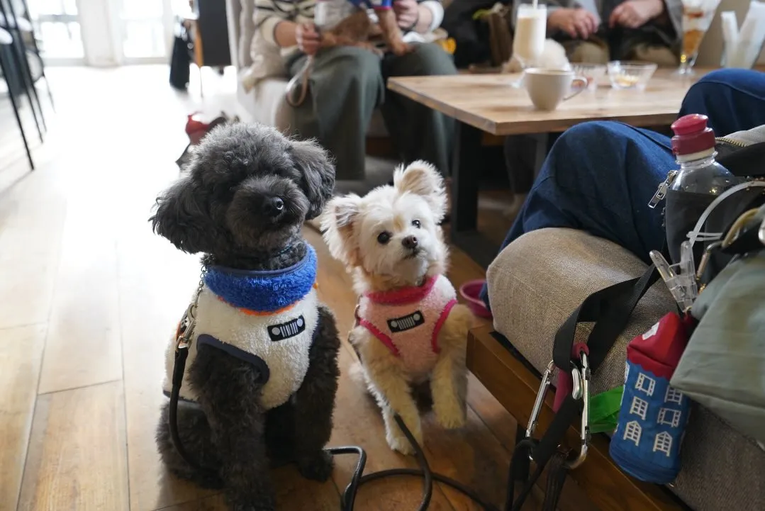 わんちゃん連れ大歓迎です🐶