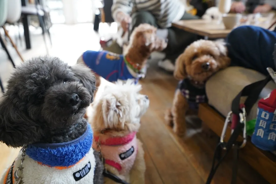 わんちゃん連れ大歓迎です🐶