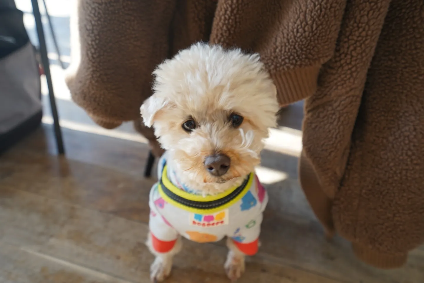 わんちゃんお昼寝、従業員で試作を試食した日🐶