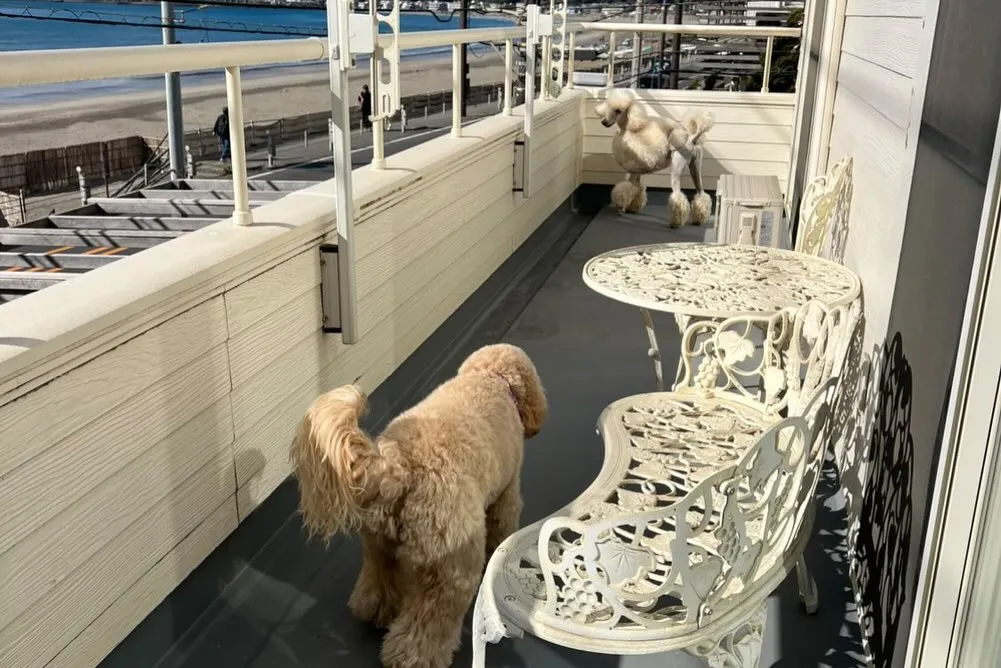 ワークショップ開催しました🐶