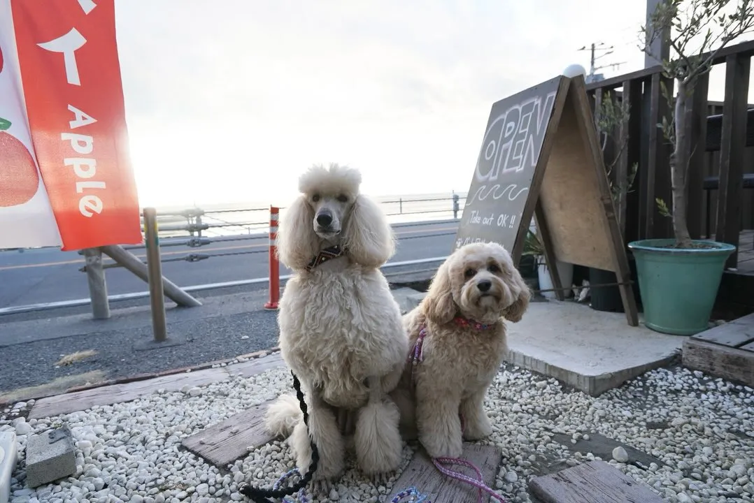 ワークショップ開催しました🐶