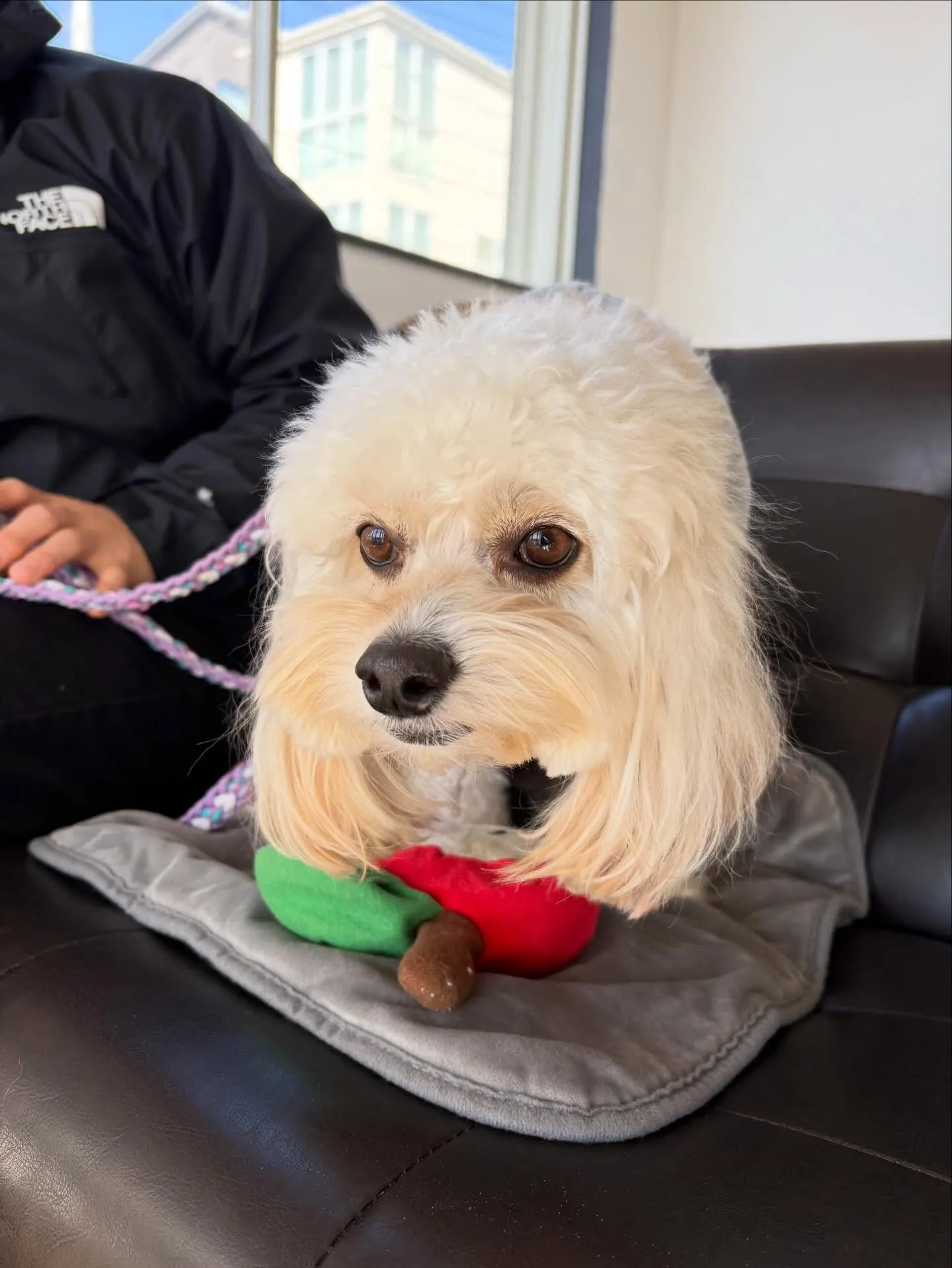 わんわんmonth🐶