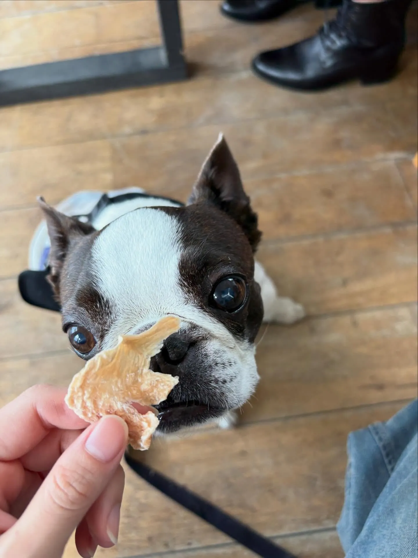 わんわんmonth🐶