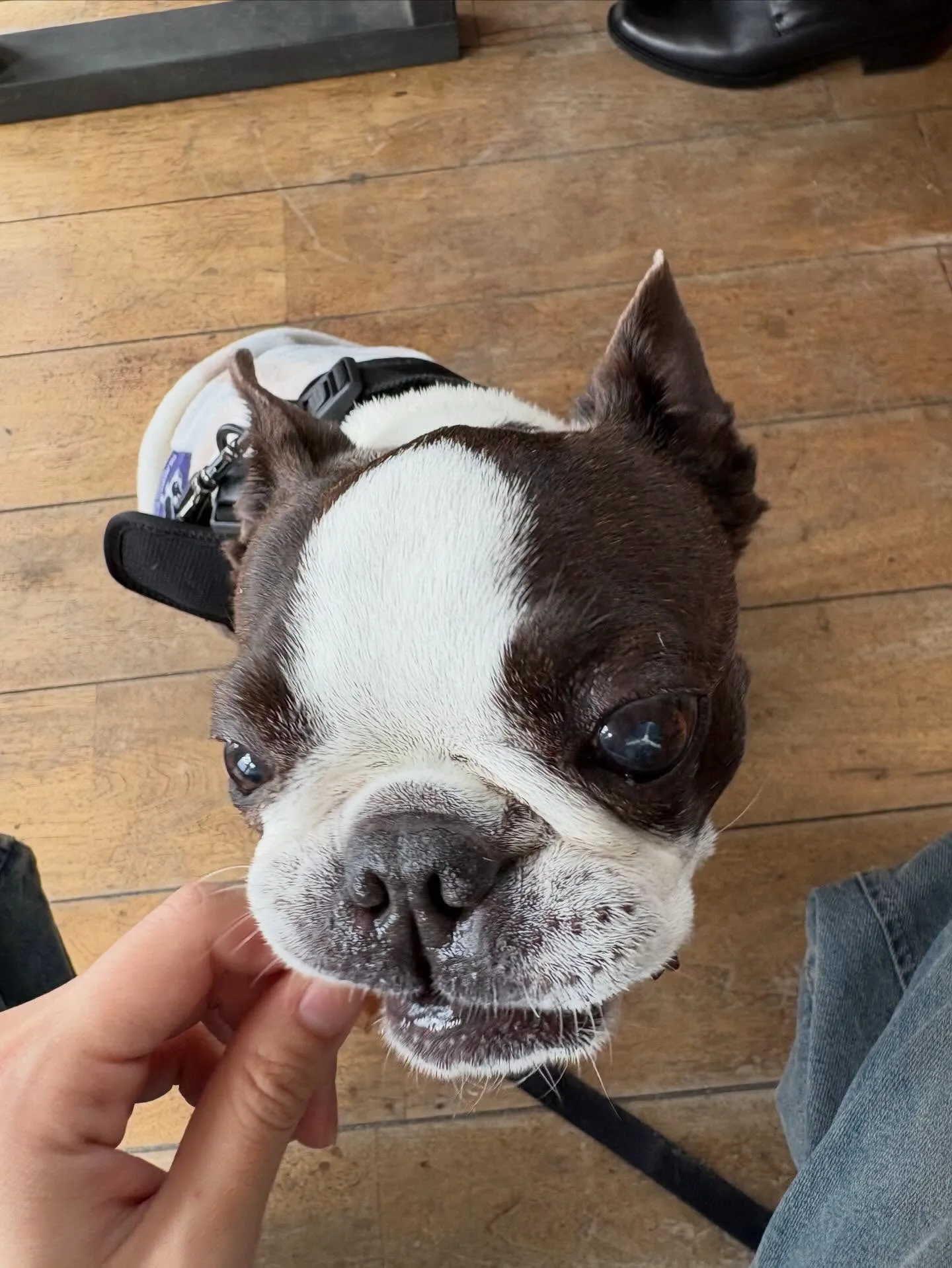 わんわんmonth🐶