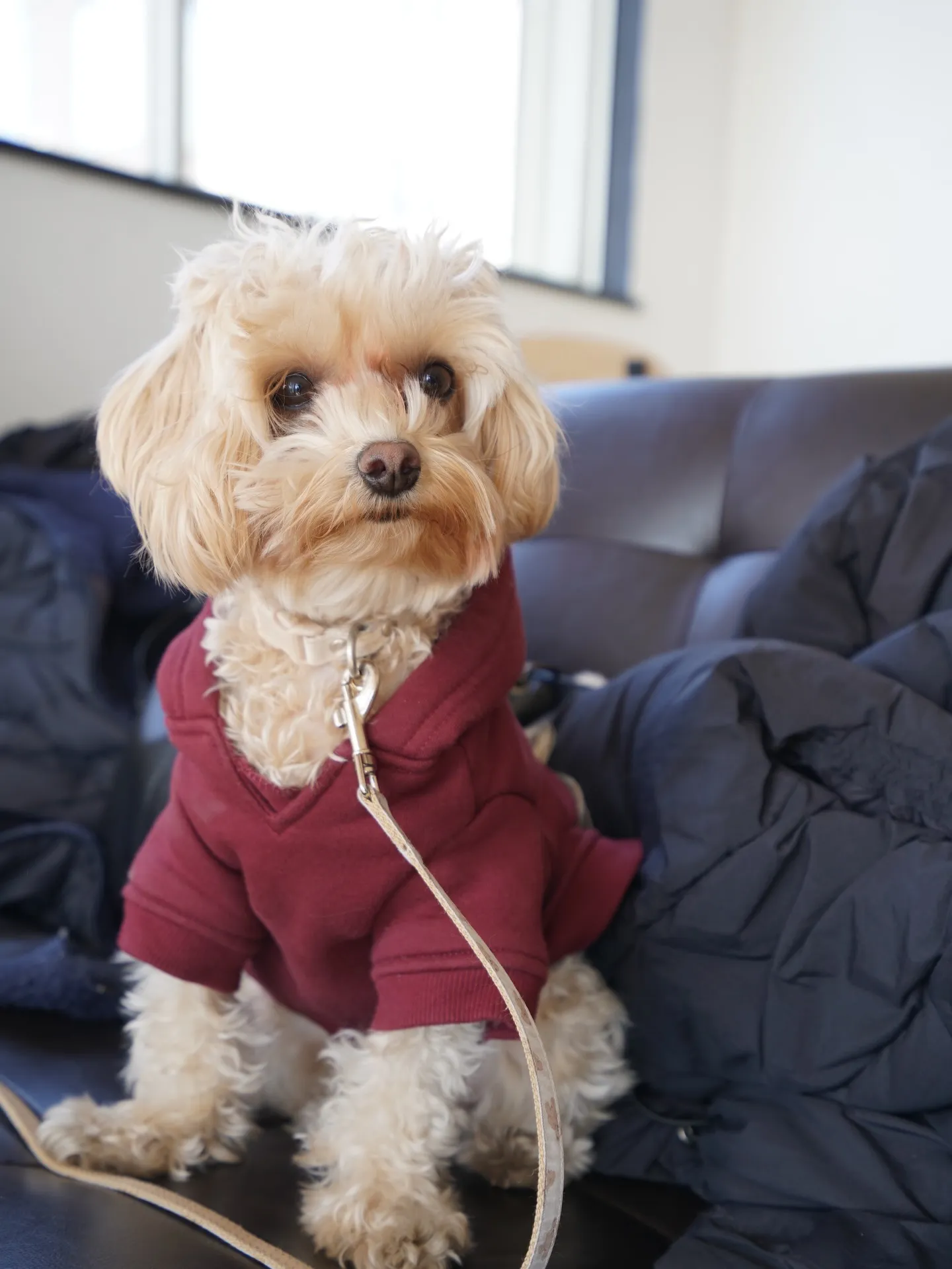 わんわんmonthありがとうございました🐶