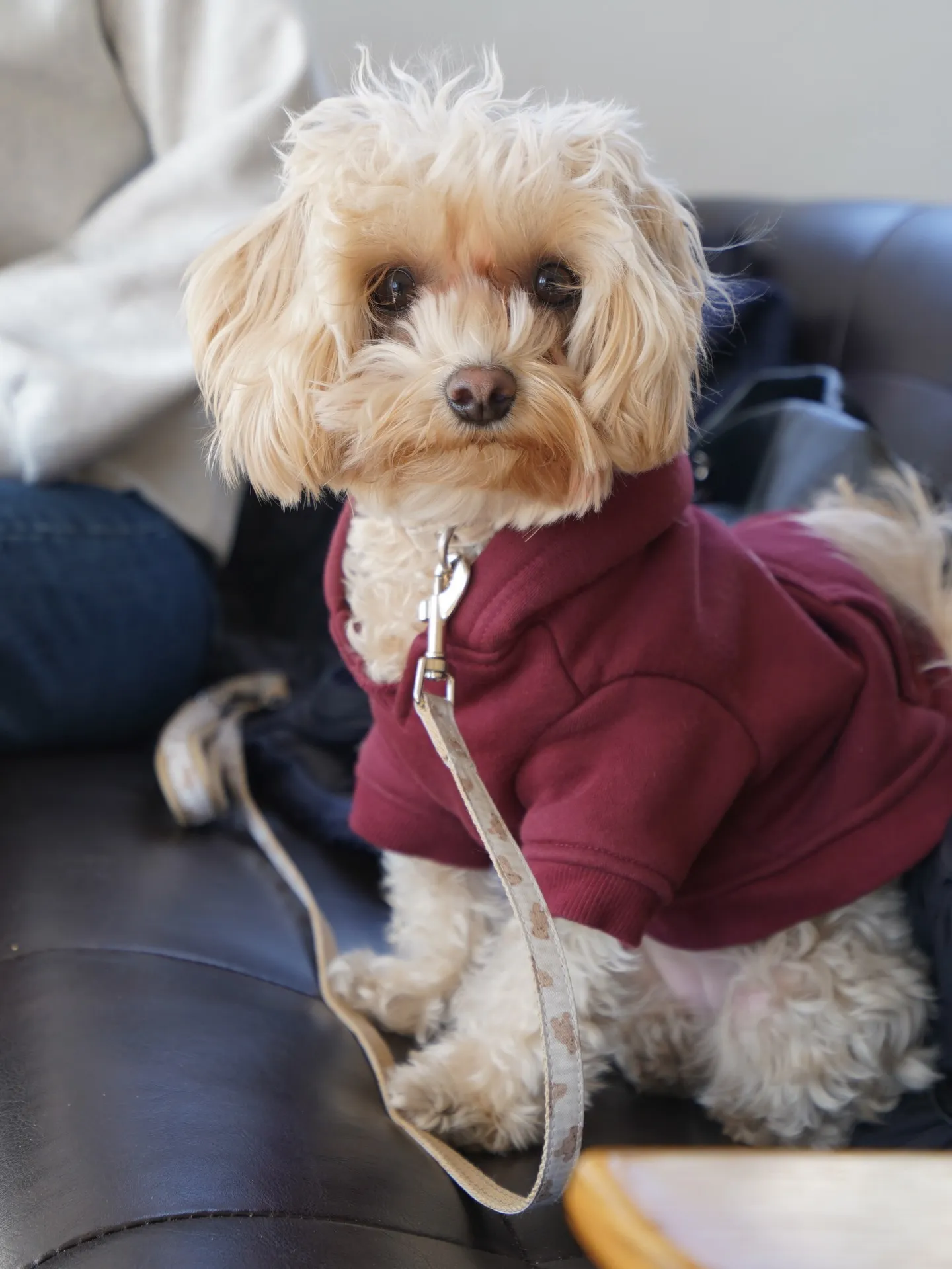 わんわんmonthありがとうございました🐶