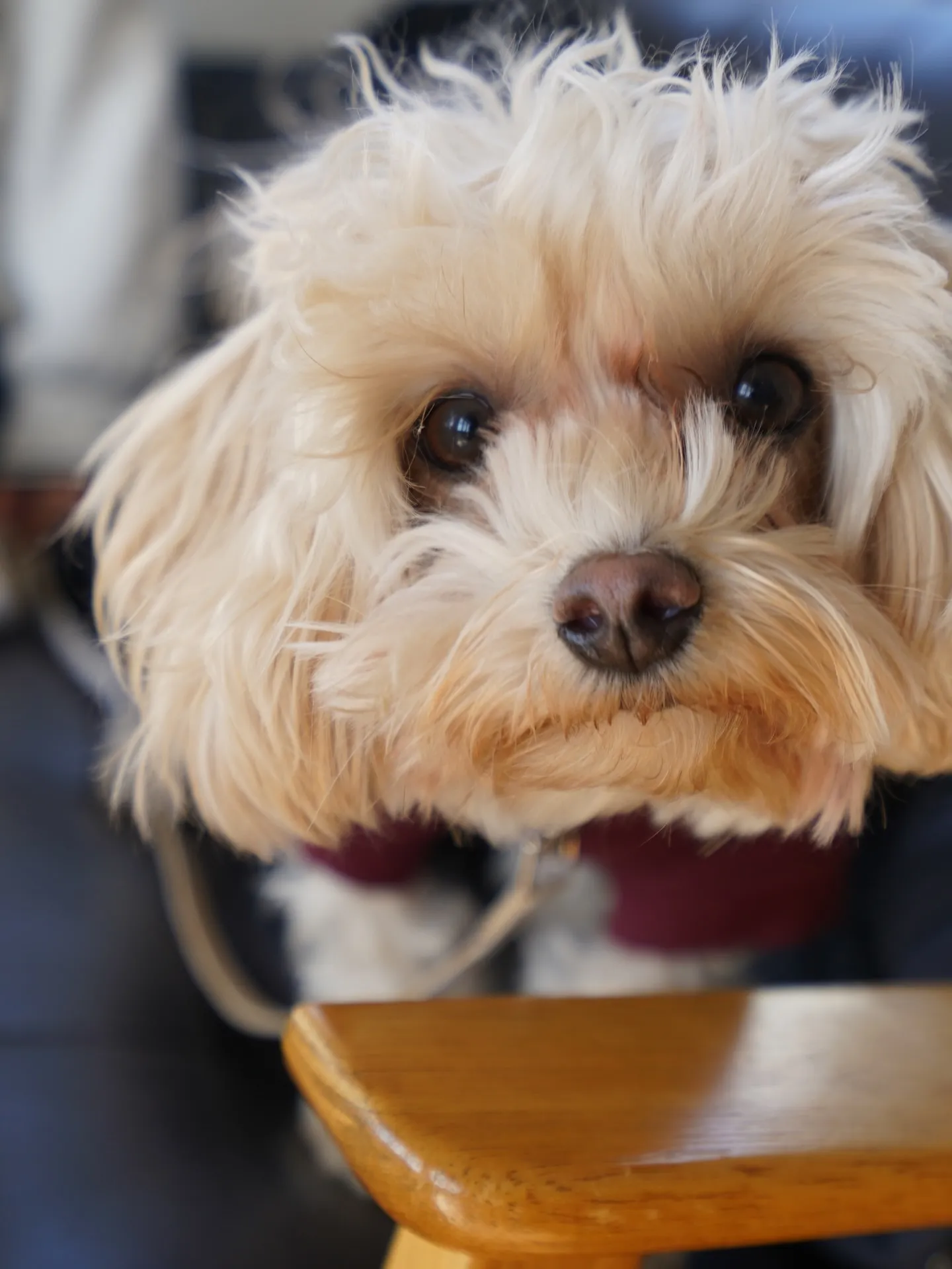 わんわんmonthありがとうございました🐶