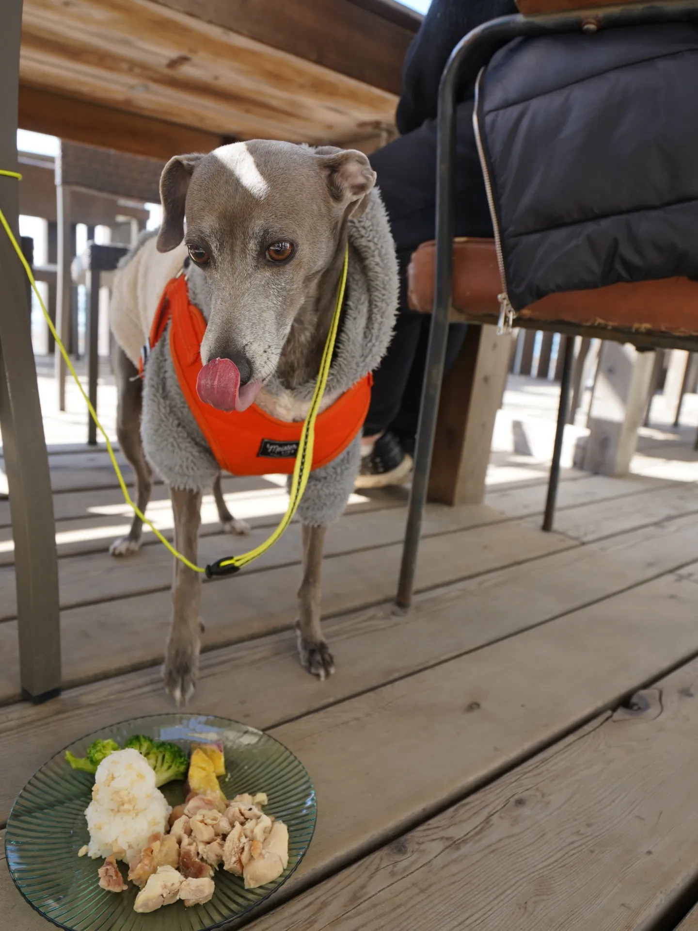 わんわんmonthありがとうございました🐶