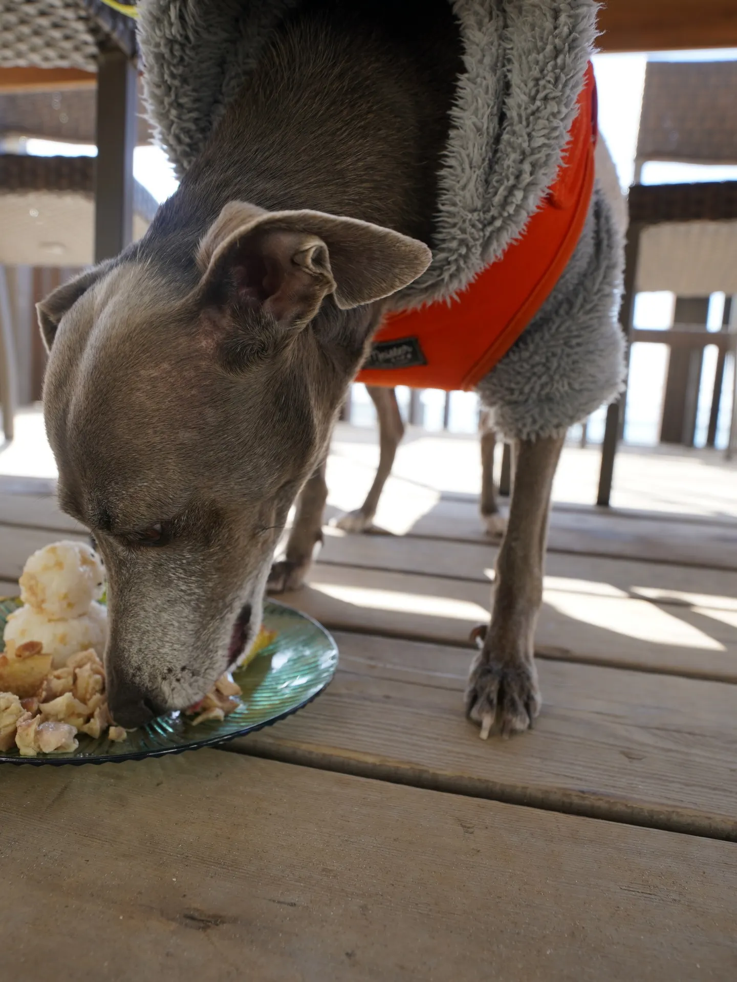 わんわんmonthありがとうございました🐶