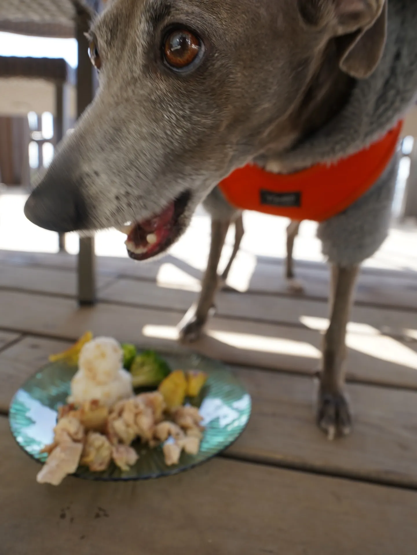 わんわんmonthありがとうございました🐶