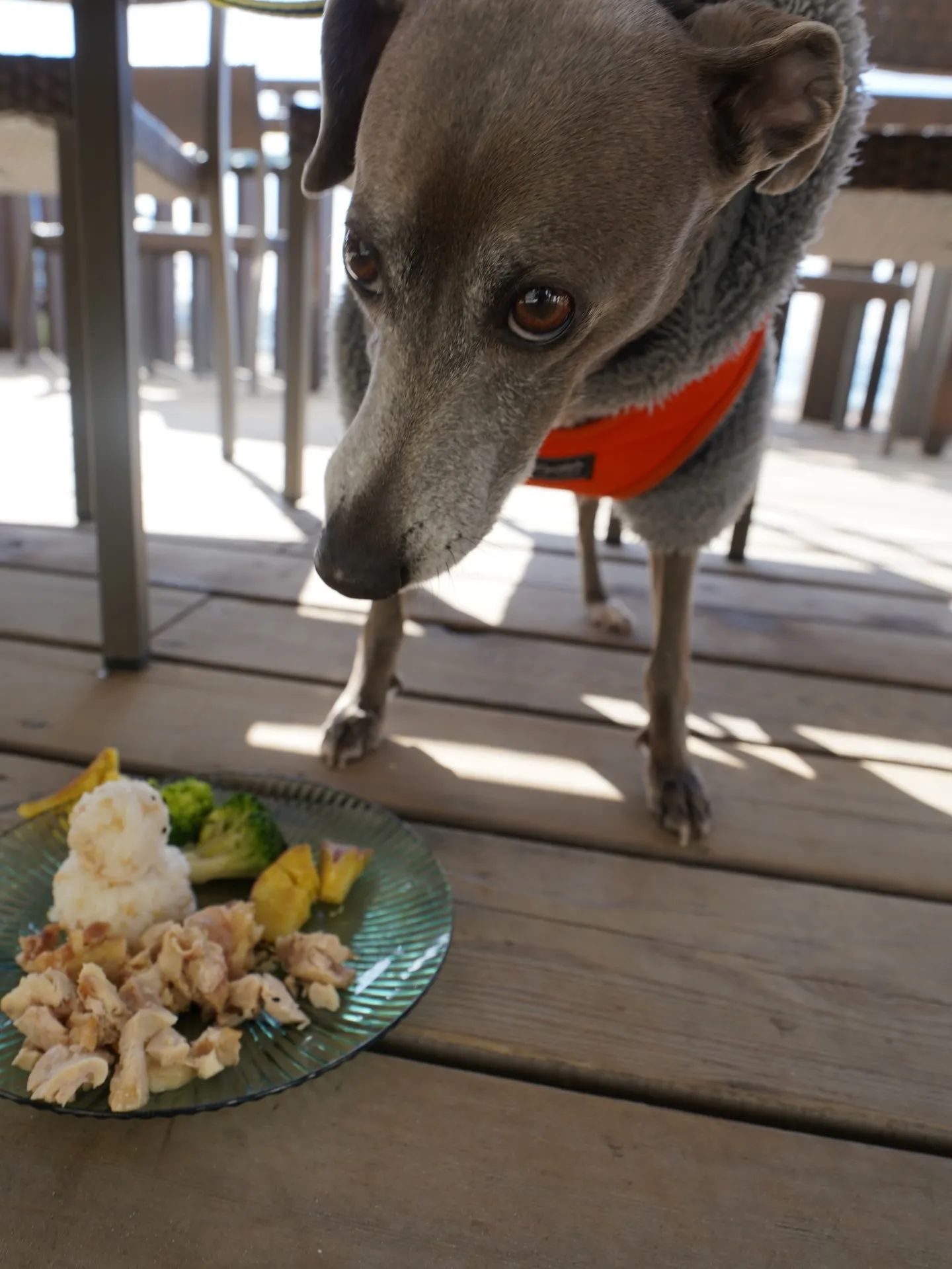 わんわんmonthありがとうございました🐶