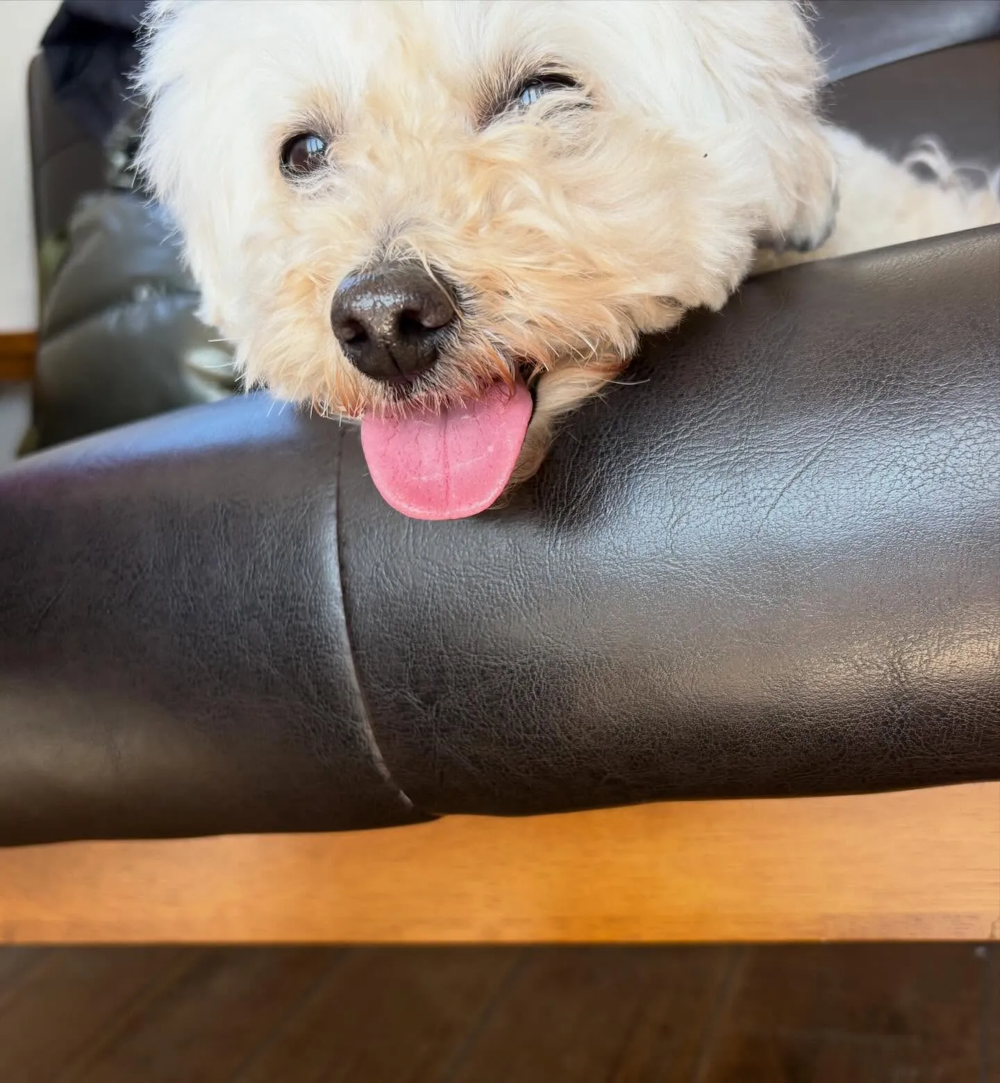 わんちゃん連れ大歓迎🐶