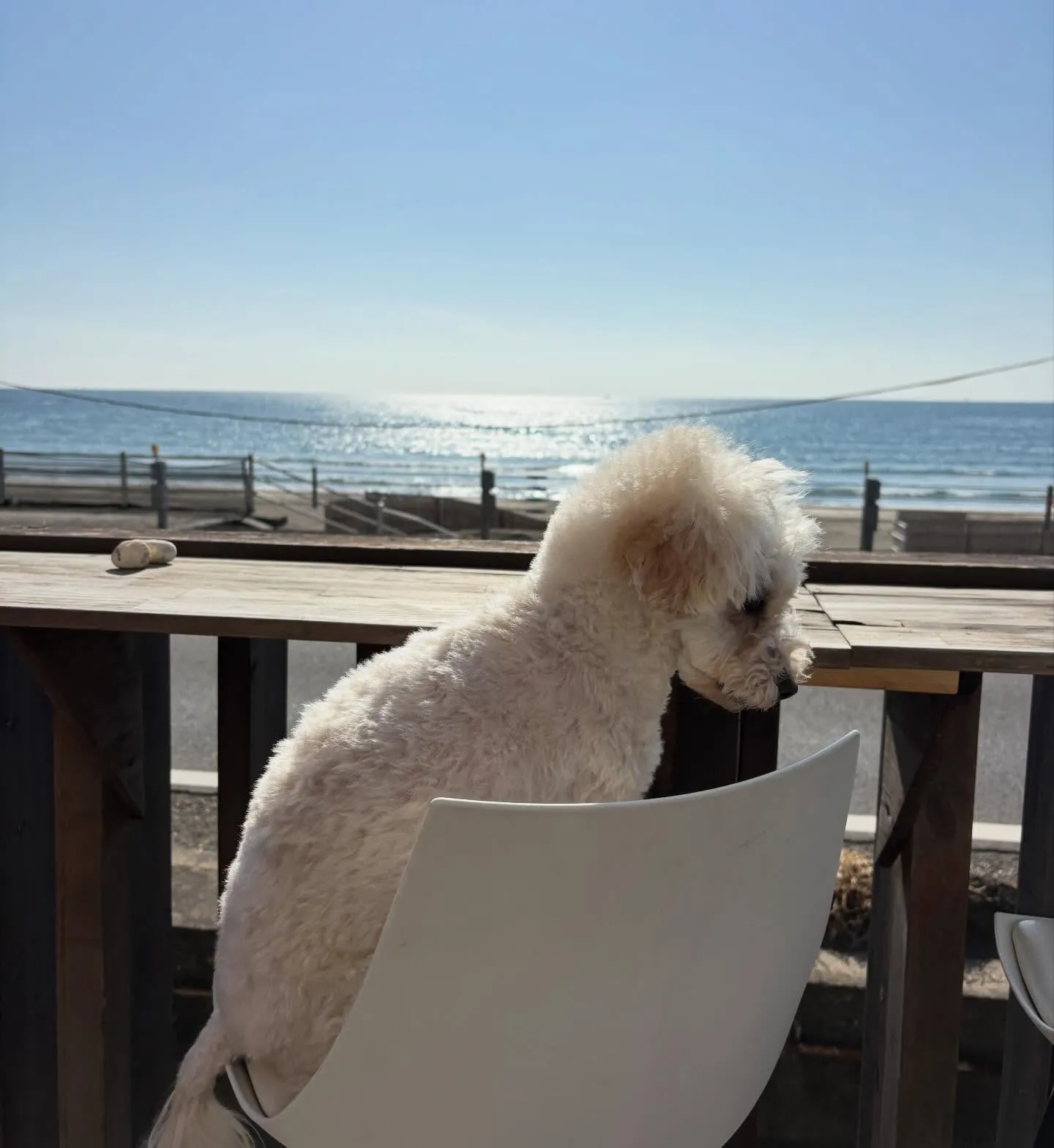 わんちゃん連れ大歓迎🐶