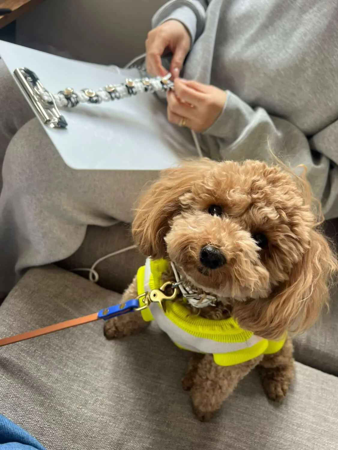 今月もにこパラ会開催されました🐶🧶