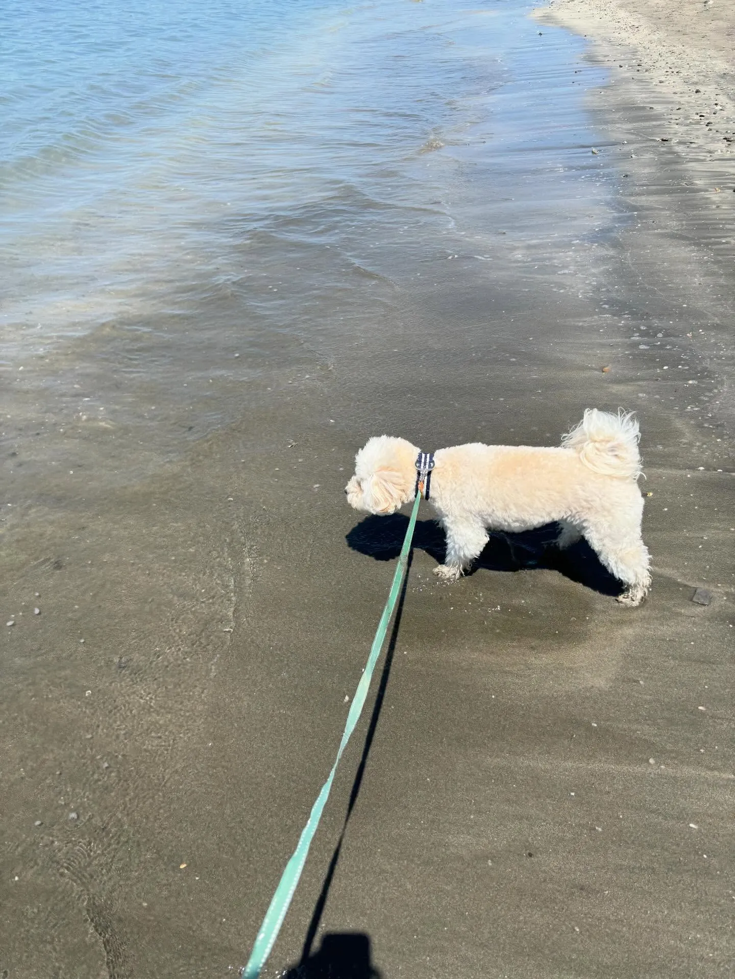 材木座からのお散歩🐶