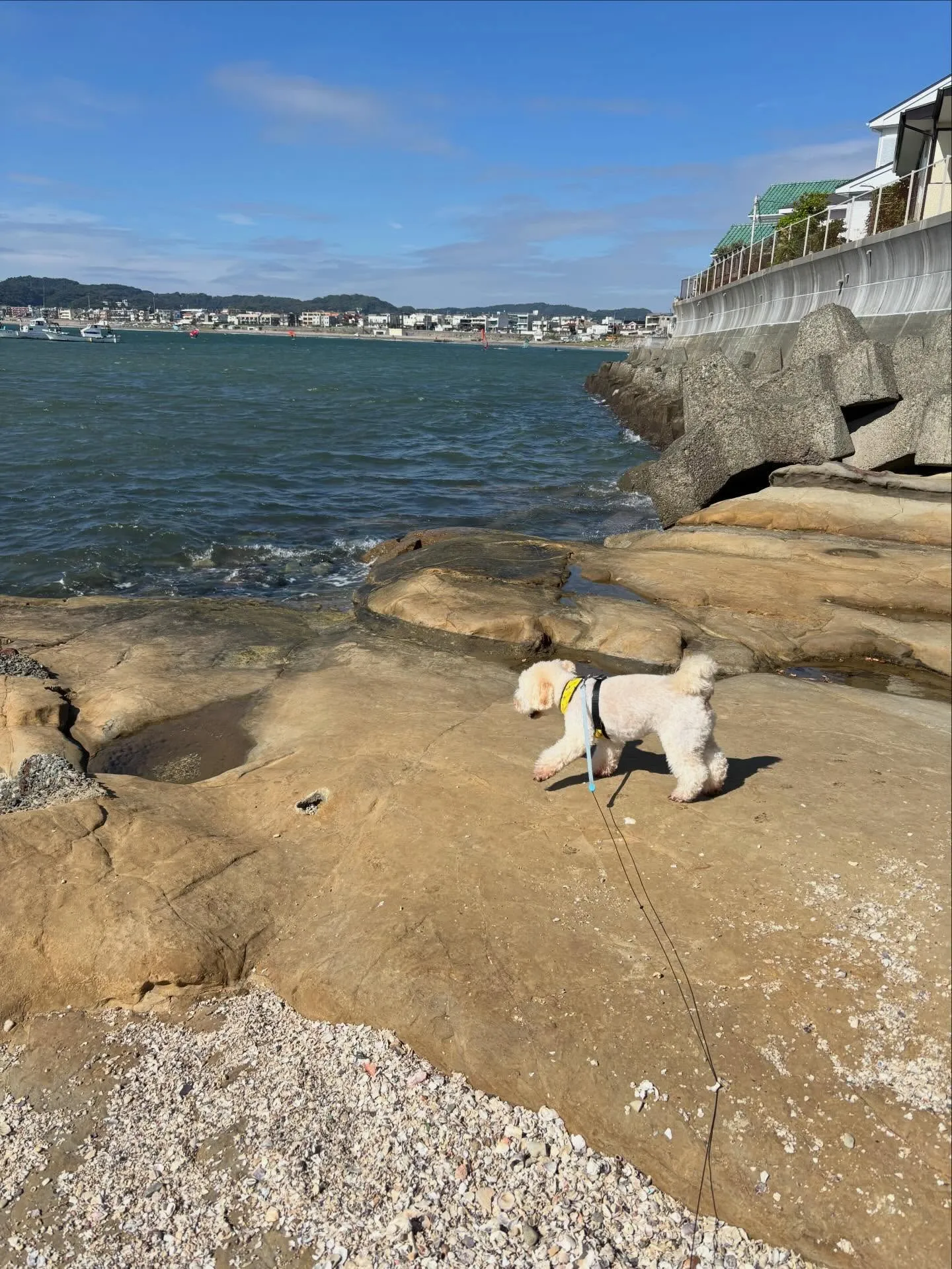 材木座からのお散歩🐶