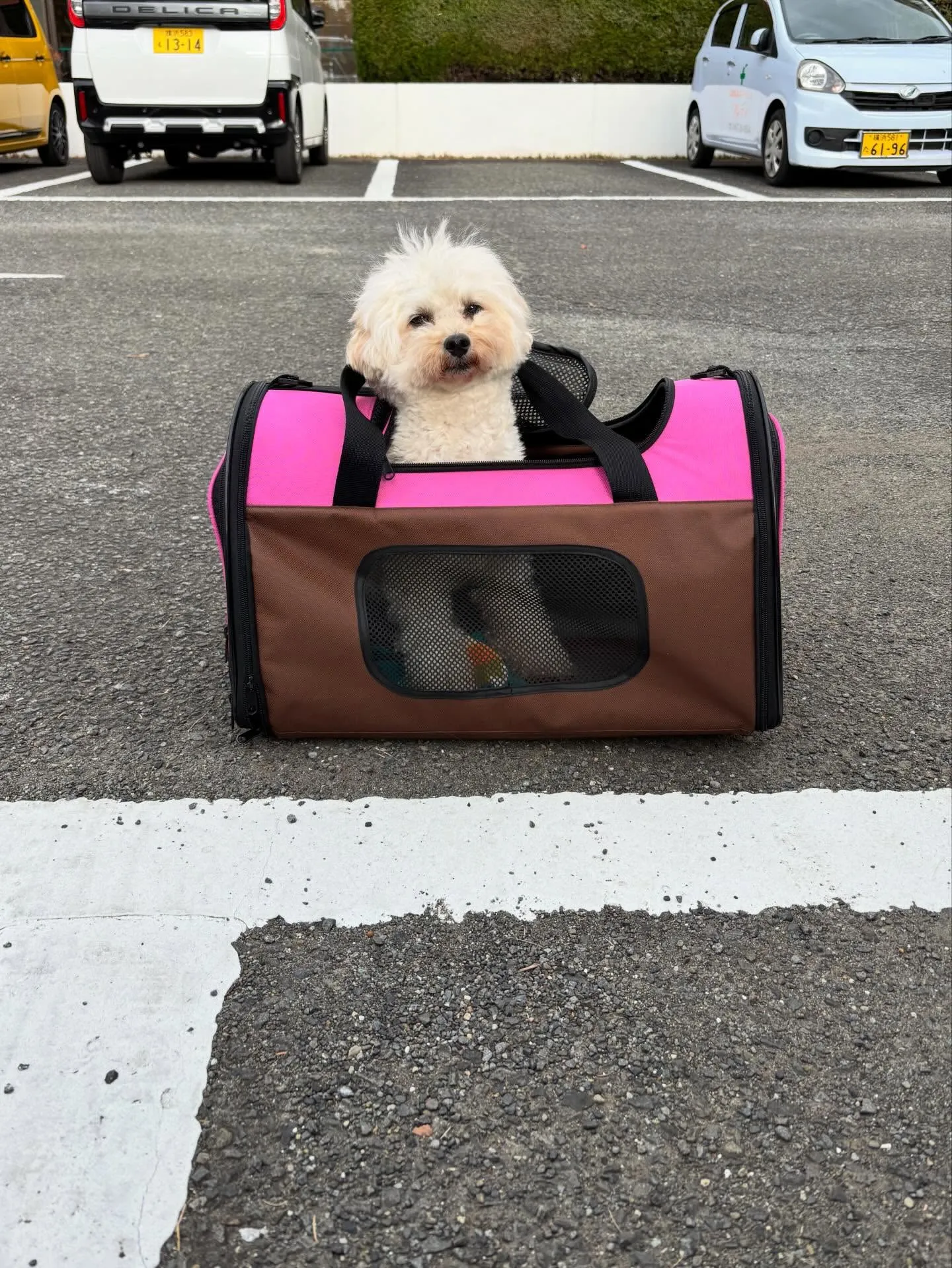 材木座からのお散歩🐶