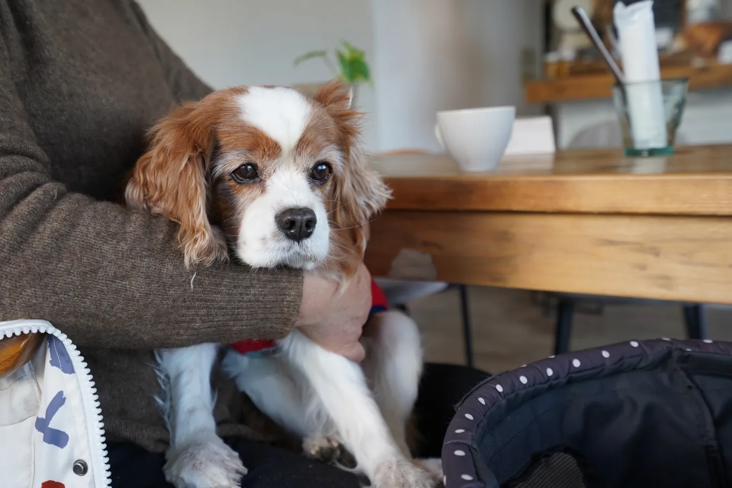 わんちゃんは店内も利用可能です🙆‍♂️