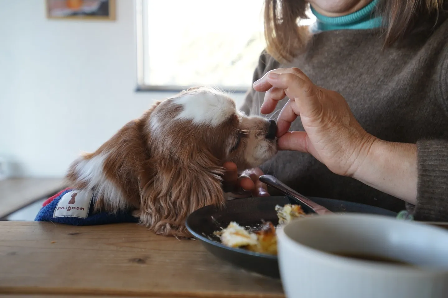 わんちゃんは店内も利用可能です🙆‍♂️