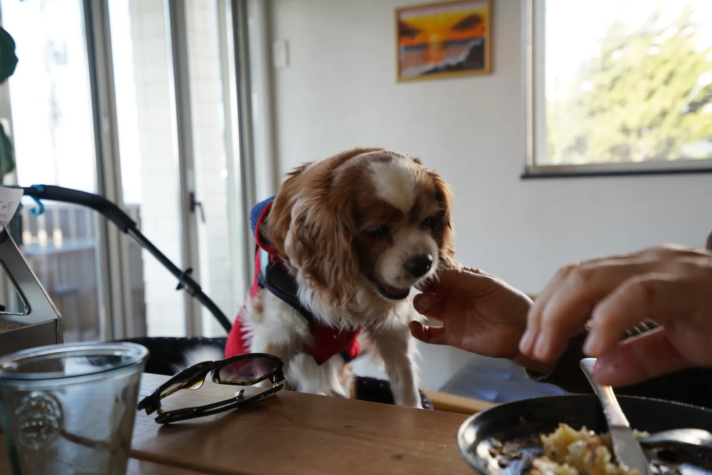 わんちゃんは店内も利用可能です🙆‍♂️