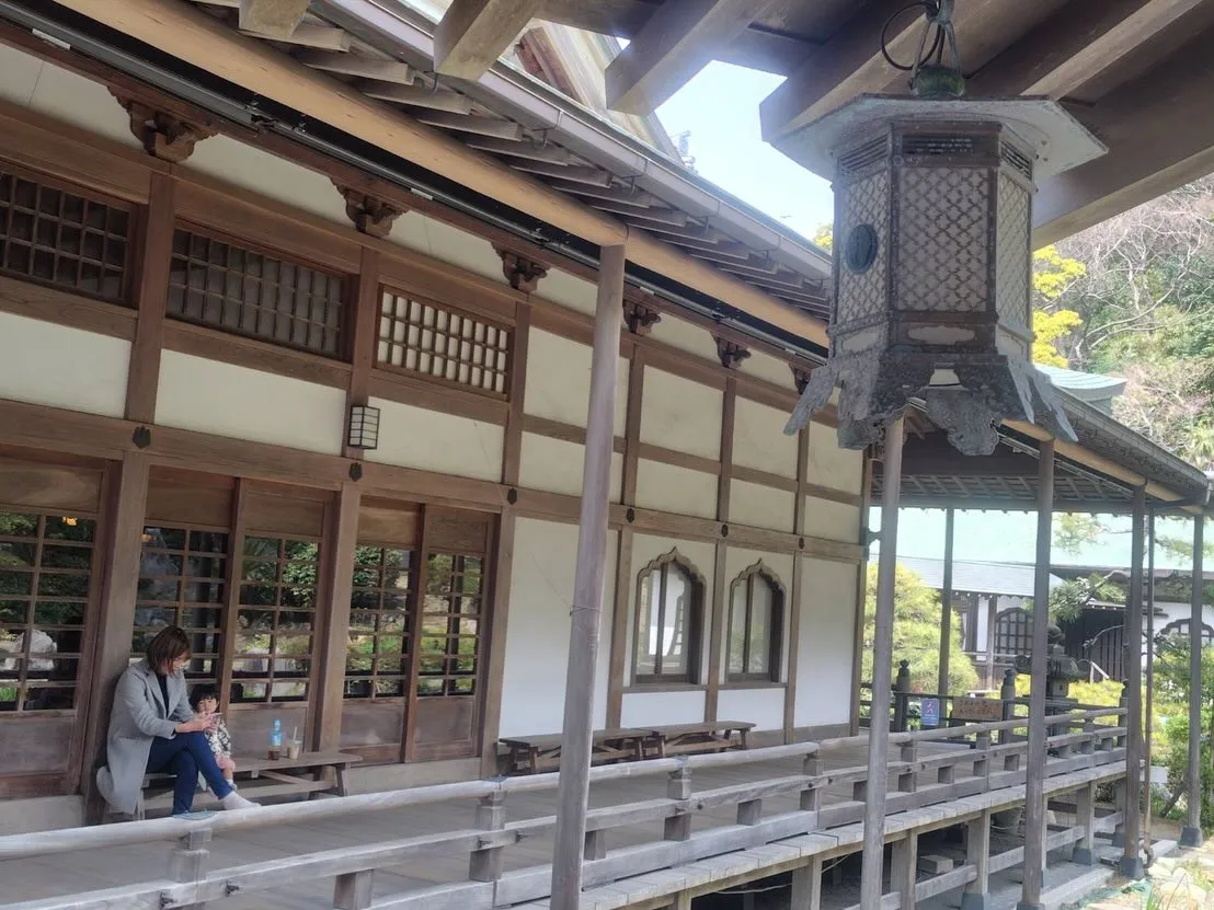 光明寺の桜も咲き始めてました🌸