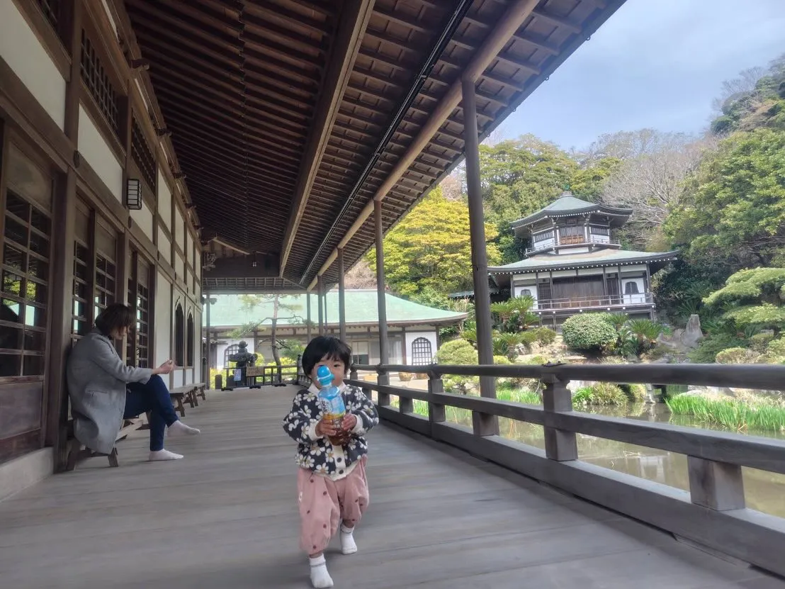 光明寺の桜も咲き始めてました🌸