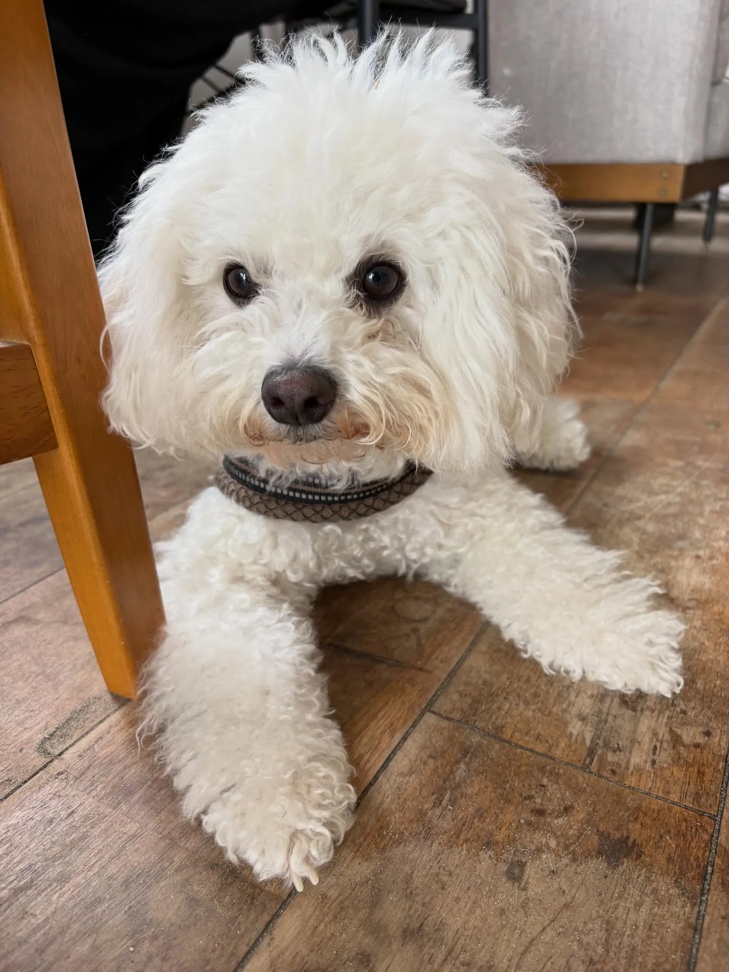 店内わんちゃんOK🐶