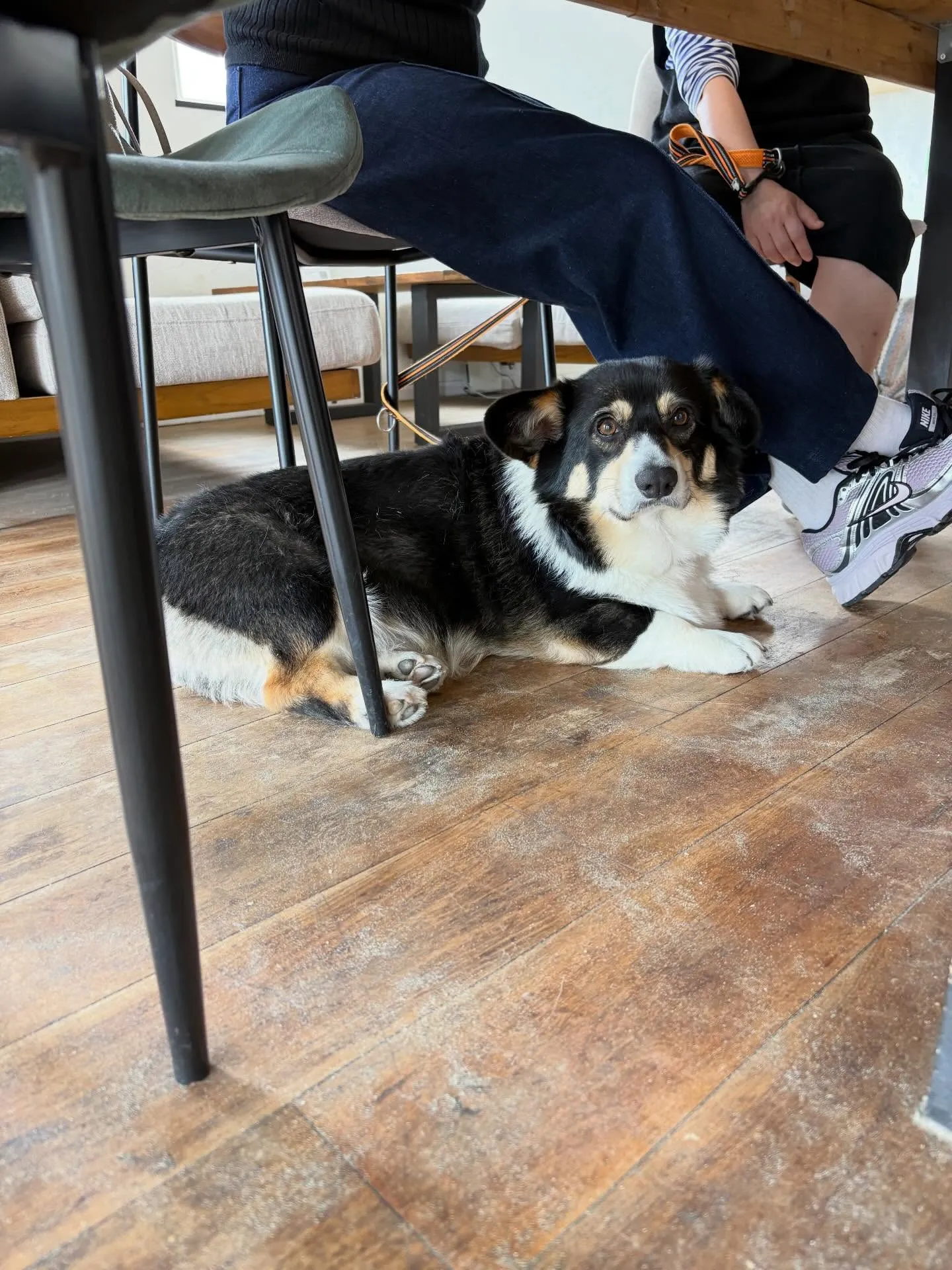 店内わんちゃんOK🐶