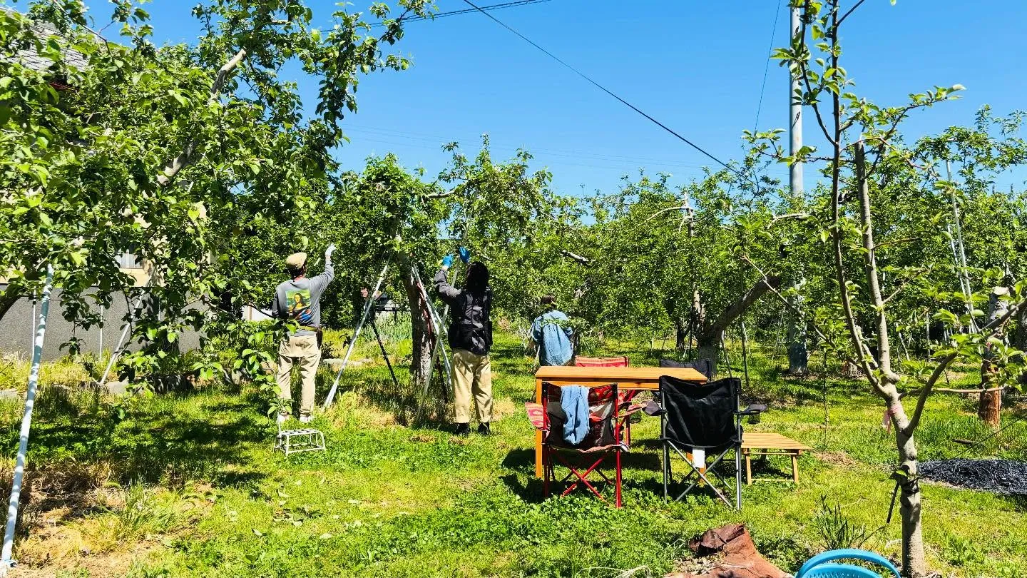 今年のりんごは7月末頃から収穫予定です🍎