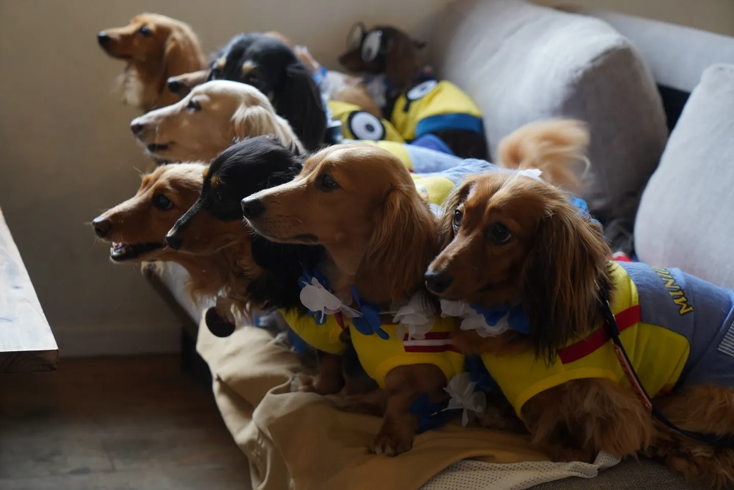 いっぱいのミニチュアダックスフンド🐶