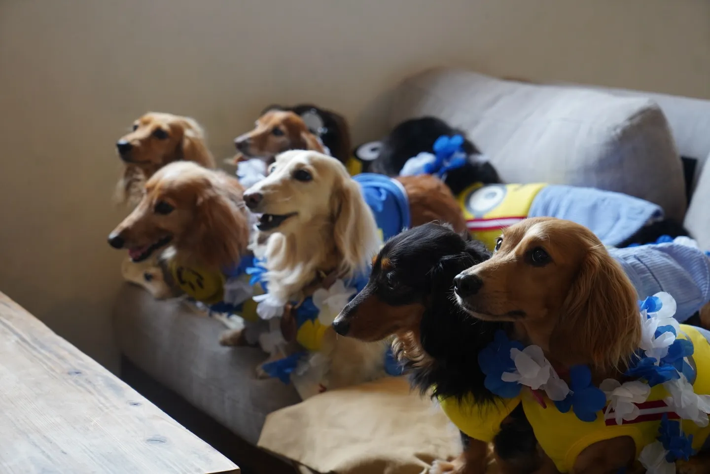 いっぱいのミニチュアダックスフンド🐶