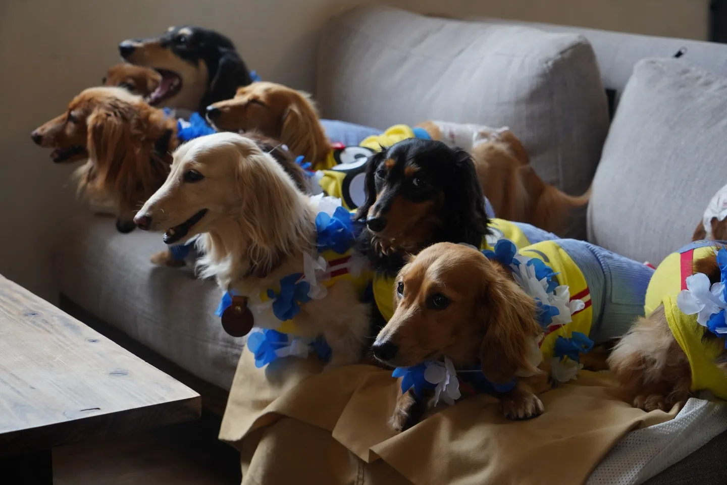 いっぱいのミニチュアダックスフンド🐶