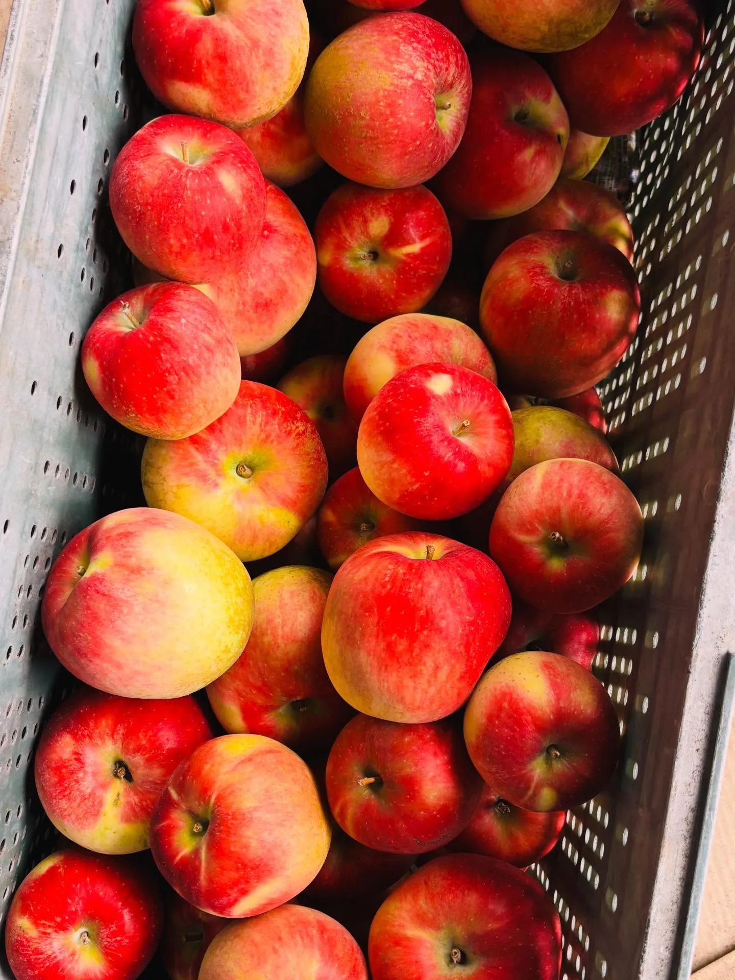 りんごの収穫が始まりました🧑‍🌾🍎