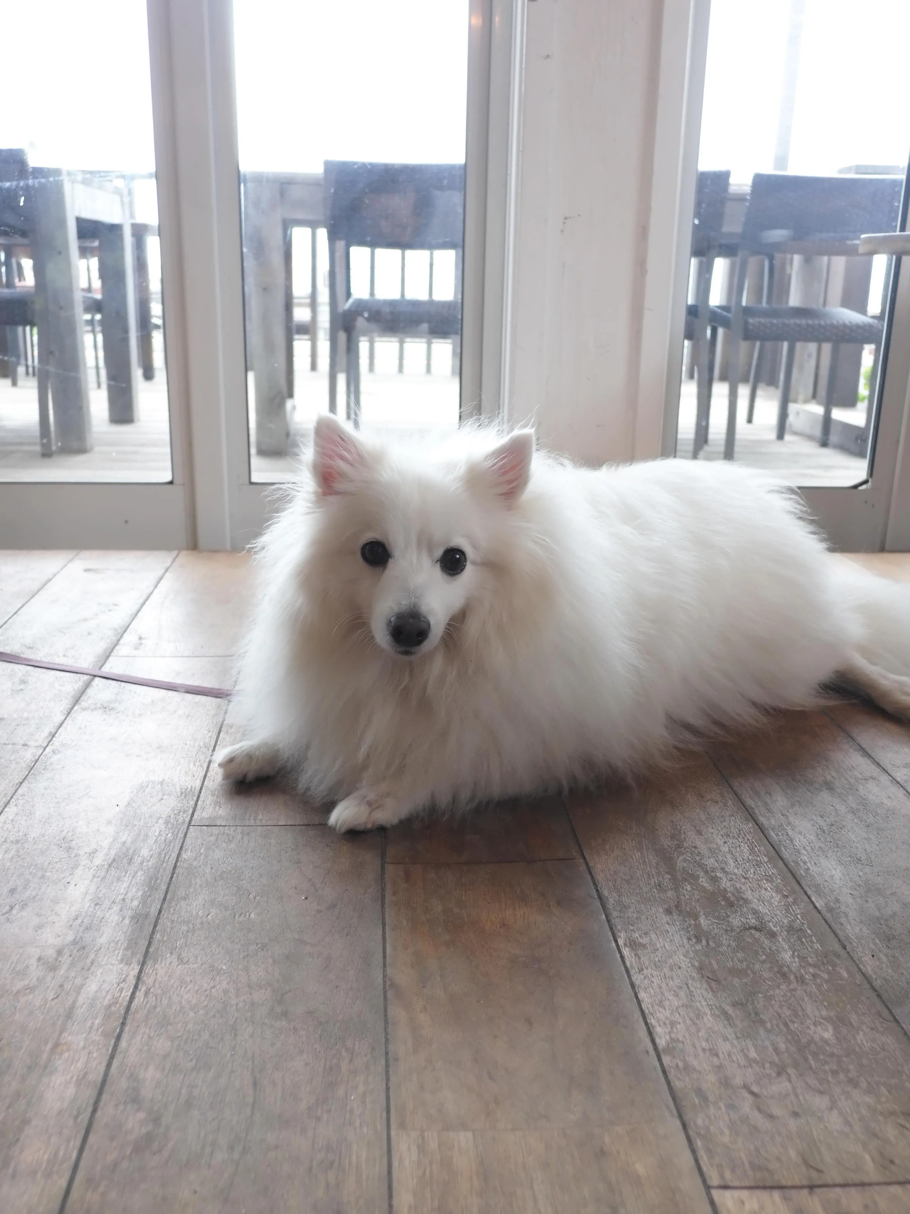 可愛いお客様のご来店🐶