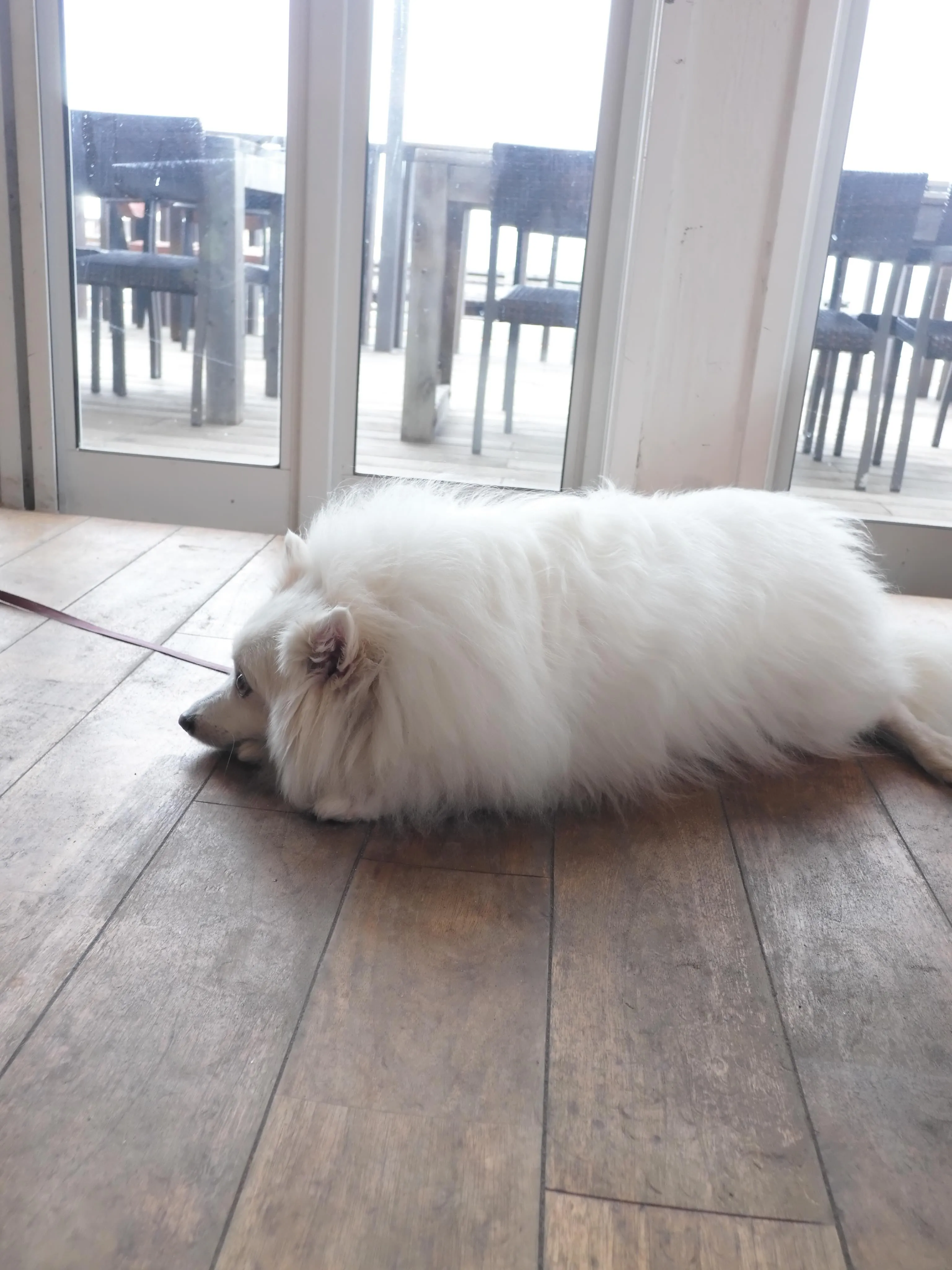 可愛いお客様のご来店🐶
