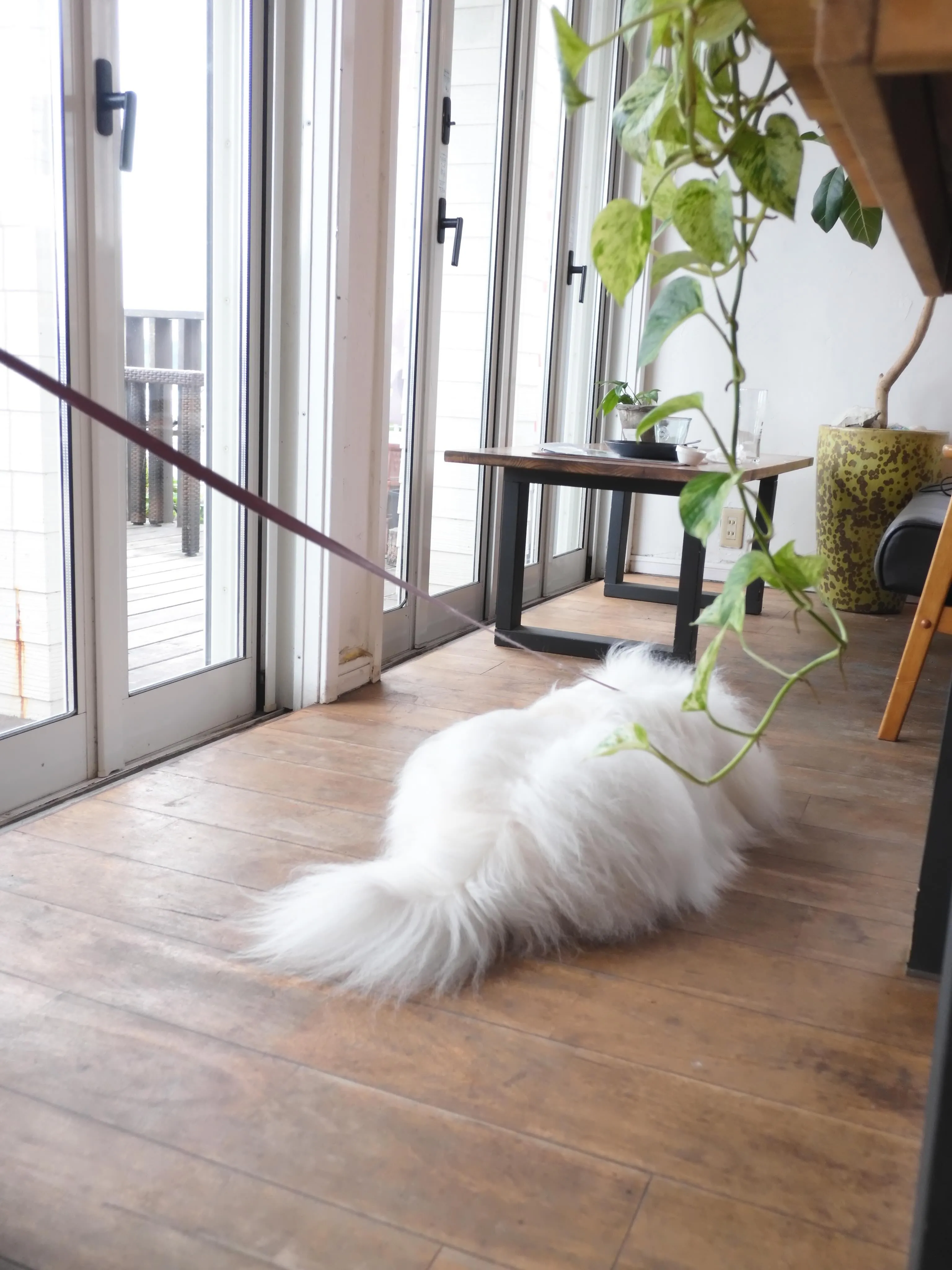可愛いお客様のご来店🐶